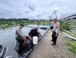Polsek Wonoayu Salut Perkembangan Program Ketahanan Pangan pada Budidaya Ikan Mujair di Jembatan Wetan