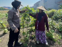 Polwan Bripka Putri Dukung Ketahanan Pangan Lewat Pendampingan Petani Ubi di Sidoarjo