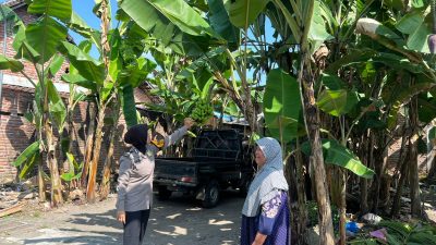 Polwan Polsek Wonoayu Tinjau Progres Lahan Ketahanan Pangan di Desa Jimbaran Kulon