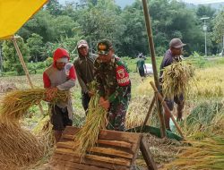 Semangat Babinsa Kodim Ponorogo Bantu Petani Panen Padi