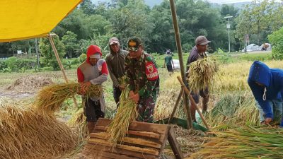 Semangat Babinsa Kodim Ponorogo Bantu Petani Panen Padi