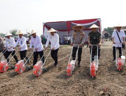 Sinergi Lintas Instansi di Sidoarjo, Semarak Tanam Jagung Dorong Ketahanan Pangan Nasional