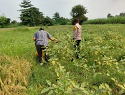 Sinergi Polri dan Warga, Bhabinkamtibmas Dorong Optimalisasi Pekarangan Pertanian di Kedondong