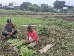 Topang Ketahanan Pangan, Warga Sumberejo untuk Budidaya Kangkung
