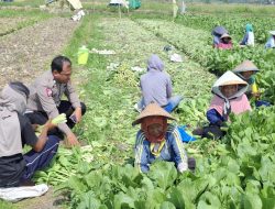 Warga Becirongegor Manfaatkan Lahan Kosong untuk Ketahanan Pangan, Tanaman Sawi Tumbuh Subur