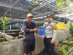 Warga Desa Ketajen Dukung Ketahanan Pangan Lewat Budidaya Ikan Nila, Bhabinkamtibmas Beri Motivasi