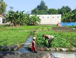 Warga Desa Semambung Wonoayu Sulap Lahan Kosong Jadi Kebun Sayur, Dukung Program Ketahanan Pangan