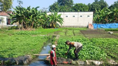 Warga Desa Semambung Wonoayu Sulap Lahan Kosong Jadi Kebun Sayur, Dukung Program Ketahanan Pangan
