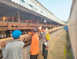 Warga Jimbaran Wetan Wonoayu Manfaatkan Lahan Kosong untuk Ternak Kambing, Polisi Beri Edukasi Ketahanan Pangan