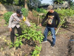 Wujud Polisi Cinta Petani, Polsek Taman Tinjau Lahan Terong untuk Ketahanan Pangan