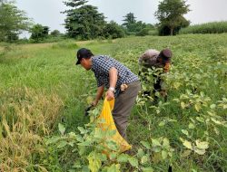 Wujud Polisi Cinta Petani Tinjau Lahan Terong untuk Ketahanan Pangan Bergizi
