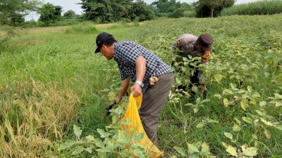 Wujud Polisi Cinta Petani Tinjau Lahan Terong untuk Ketahanan Pangan Bergizi