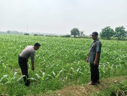 Wujudkan Polisi Cinta Petani di Balongbendo Kompak Pantau Perkembangan Tanaman Jagung