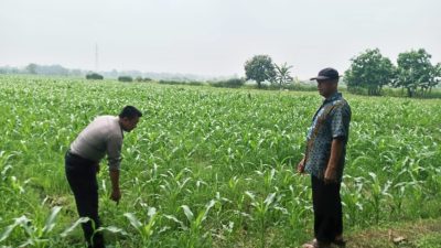 Wujudkan Polisi Cinta Petani di Balongbendo Kompak Pantau Perkembangan Tanaman Jagung