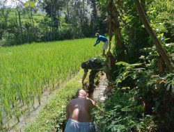 Babinsa Kodim Ponorogo Bantu Petani Bersihkan Irigasi Sawah