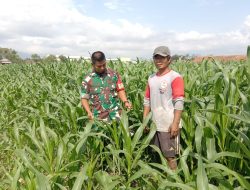 Babinsa Kodim Ponorogo Dampingi Petani Rawat Tanaman Jagung