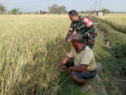 Babinsa Kodim Ponorogo Dampingi Petani Rawat Tanaman Padi Jelang Panen