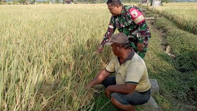 Babinsa Kodim Ponorogo Dampingi Petani Rawat Tanaman Padi Jelang Panen