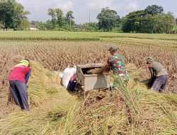 Babinsa Kodim Ponorogo Giat Pendampingan Petani Panen Padi