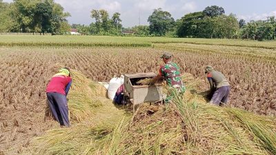 Babinsa Kodim Ponorogo Giat Pendampingan Petani Panen Padi