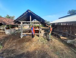 Babinsa Kodim Ponorogo Komsos dengan Peternak Sapi