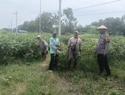 Bhabinkamtibmas Desa Semambung Tinjau Lahan Sayur Warga, Dukung Program Ketahanan Pangan