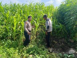 Bhabinkamtibmas Permisan Tinjau Lahan Ketahanan Pangan di Kecamatan Jabon