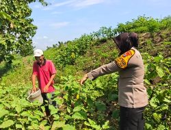 Dorong Ketahanan Pangan, Bhabinkamtibmas Kedungpandan Aktif Dampingi Perkebunan Sayuran Warga