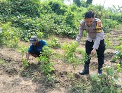 Bhabinkamtibmas Jemirahan Tinjau Lahan Pekarangan Warga untuk Ketahanan Pangan Bergizi