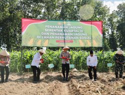 Penanaman Jagung Serentak Kuartal III di Jember, Dorong Pemanfaatan Lahan Perhutanan Sosial