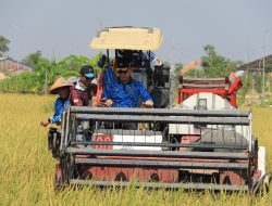 Panen Raya di Lapas Lamongan, Wujud Dukungan Pemasyarakatan Terhadap Ketahanan Pangan
