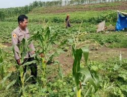 Bhabinkamtibmas Desa Kupang Tinjau Lahan Pekarangan untuk Dukung Program Ketahanan