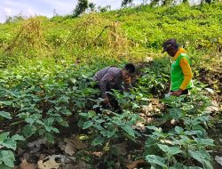 Dorong Ketahanan Pangan Bergizi, Bhabinkamtibmas Kupang Lakukan Pengecekan Lahan Peternakan Warga