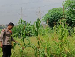 Kolaborasi Polri dan Warga, Tinjauan Lahan Pekarangan Wujudkan Desa Mandiri Pangan