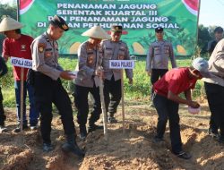 Penanaman Jagung Serentak Kuartal III, Bentuk Kontribusi Nyata Polres Pamekasan