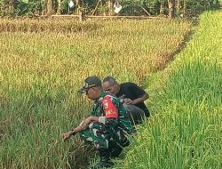 Petani Rawat Tanaman Padi Didampingi Babinsa Kodim Ponorogo