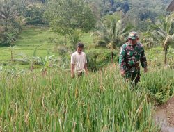 Usir Hama Wereng, Babinsa Kodim Ponorogo Dampingi Petani Perawatan Tanaman Padi