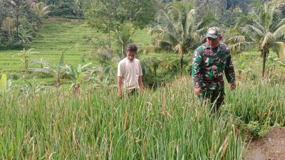 Usir Hama Wereng, Babinsa Kodim Ponorogo Dampingi Petani Perawatan Tanaman Padi