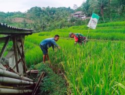 Babinsa Kodim Ponorogo Aktif Bantu Petani Rawat Tanaman Padi