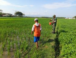 Babinsa Kodim Ponorogo Pendampingan Petani Pupuk Tanaman Padi