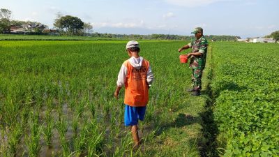 Babinsa Kodim Ponorogo Pendampingan Petani Pupuk Tanaman Padi