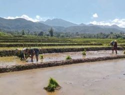 Babinsa Kodim Ponorogo Terjun ke Sawah Bantu Petani Tanam Padi