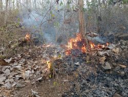Kebakaran Hutan BKPH Wuluhan Jember Diduga Sengaja, LMDH dan Warga Berhasil Padamkan Api