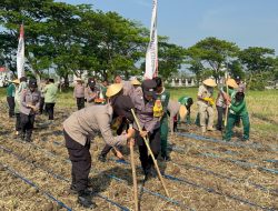 Peringati Hari Jadi ke-77, Polwan Polres Bojonegoro Tanam Jagung Dukung Ketahanan Pangan