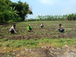 Polsek Balongbendo Dukung Program Ketahanan Pangan, Olah Lahan Tidur di Pesantren Jadi Produktif