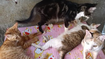 Polsek Taman Pastikan Isu Potongan Kepala Kucing di Pasar Taman Sepanjang adalah Hoaks