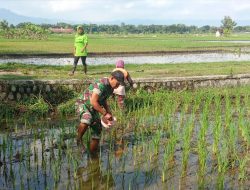 Babinsa Kodim Ponorogo Bantu Petani Pupuk Tanaman Padi