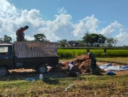 Babinsa Kodim Ponorogo Dampingi Petani Panen Kedelai