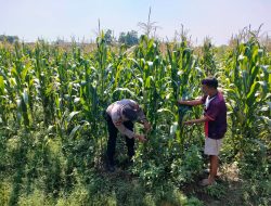 Bhabinkamtibmas Desa Bulang Pantau Perkembangan Tanaman Jagung Dukung Ketahanan Pangan