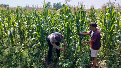 Bhabinkamtibmas Desa Bulang Pantau Perkembangan Tanaman Jagung Dukung Ketahanan Pangan
